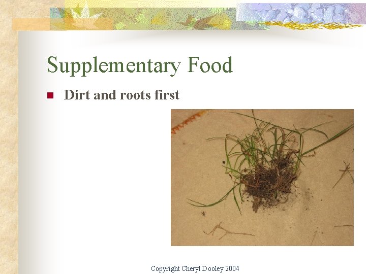 Supplementary Food n Dirt and roots first Copyright Cheryl Dooley 2004 