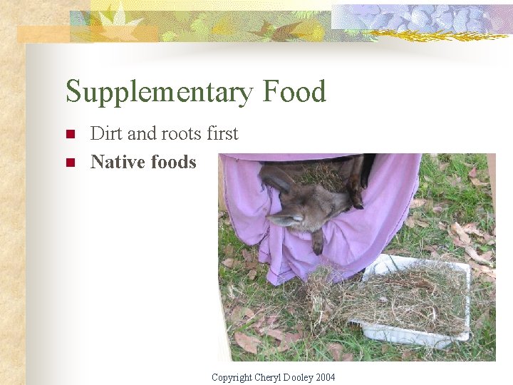 Supplementary Food n n Dirt and roots first Native foods Copyright Cheryl Dooley 2004