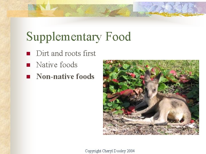 Supplementary Food n n n Dirt and roots first Native foods Non-native foods Copyright