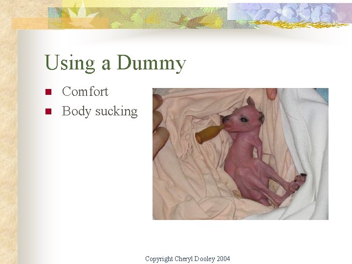 Using a Dummy n n Comfort Body sucking Copyright Cheryl Dooley 2004 