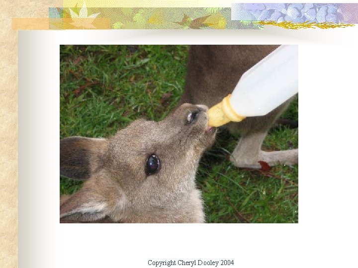 Copyright Cheryl Dooley 2004 