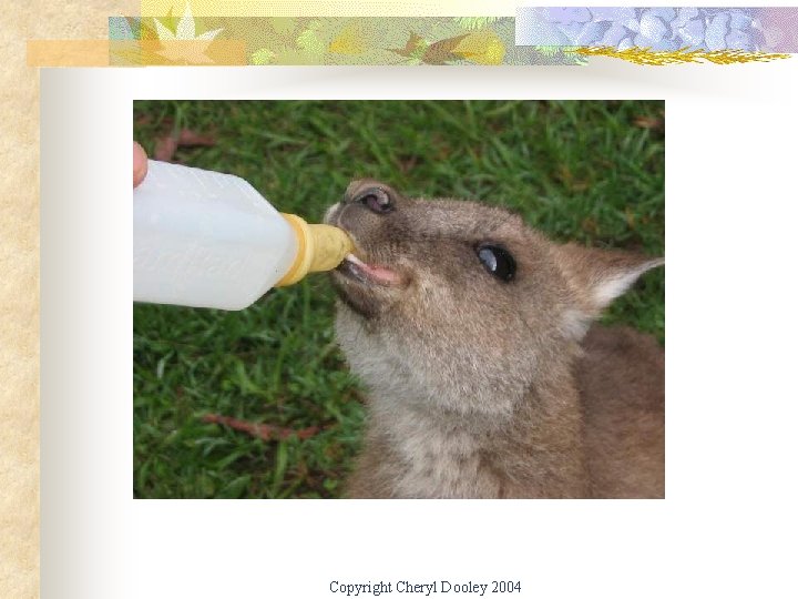 Copyright Cheryl Dooley 2004 