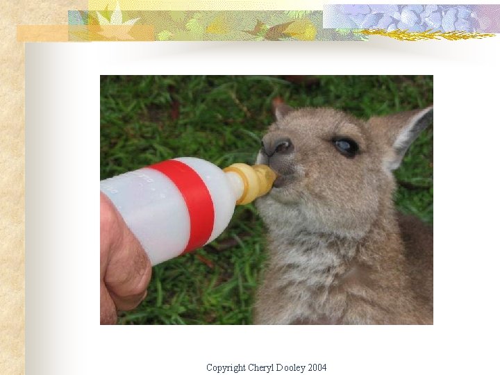 Copyright Cheryl Dooley 2004 