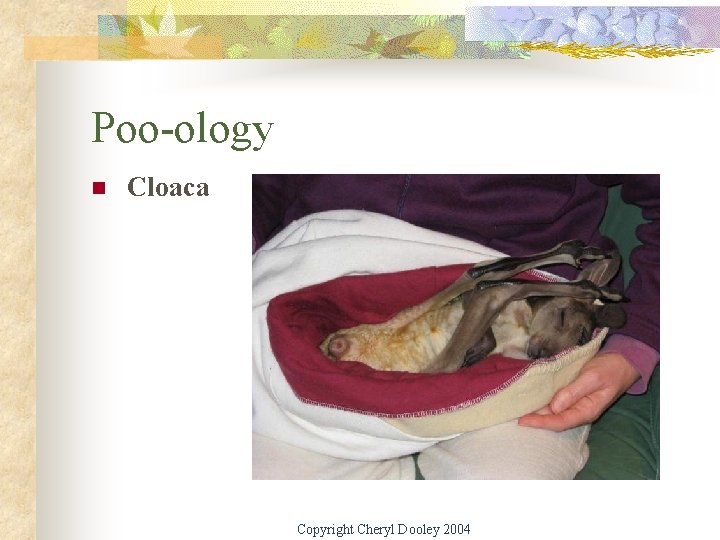 Poo-ology n Cloaca Copyright Cheryl Dooley 2004 