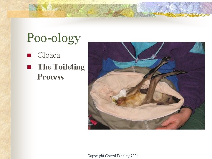 Poo-ology n n Cloaca The Toileting Process Copyright Cheryl Dooley 2004 