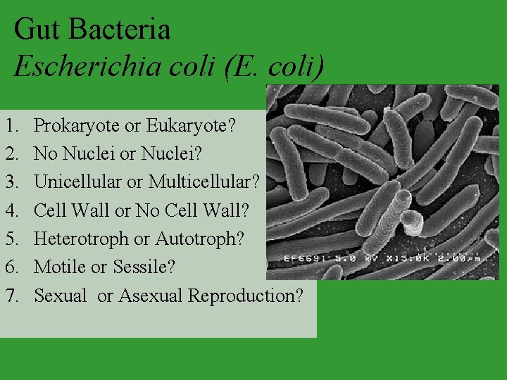 Gut Bacteria Escherichia coli (E. coli) 1. 2. 3. 4. 5. 6. 7. Prokaryote