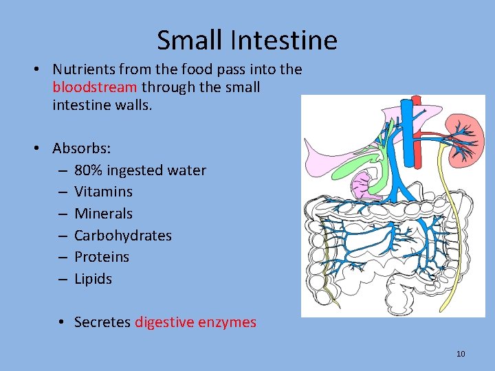 Small Intestine • Nutrients from the food pass into the bloodstream through the small