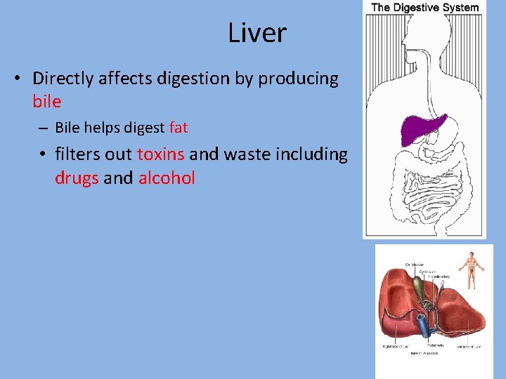 Liver • Directly affects digestion by producing bile – Bile helps digest fat •