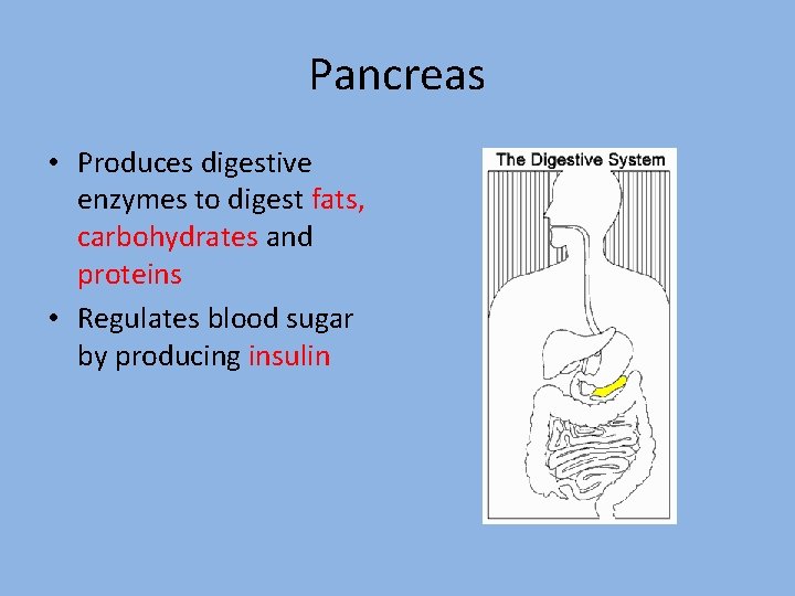 Pancreas • Produces digestive enzymes to digest fats, carbohydrates and proteins • Regulates blood