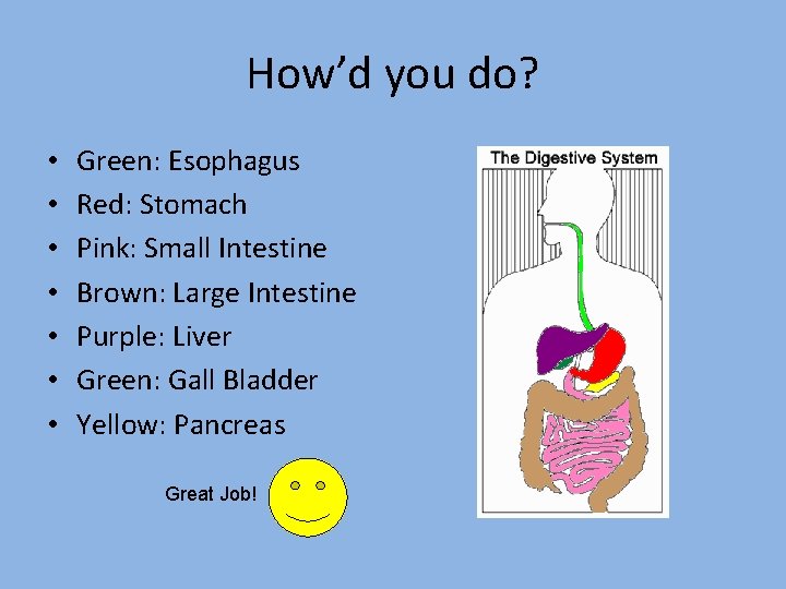 How’d you do? • • Green: Esophagus Red: Stomach Pink: Small Intestine Brown: Large