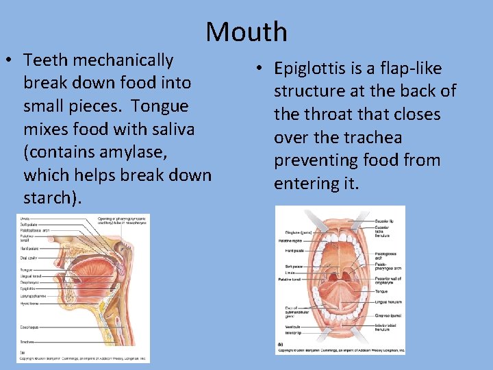 Mouth • Teeth mechanically break down food into small pieces. Tongue mixes food with