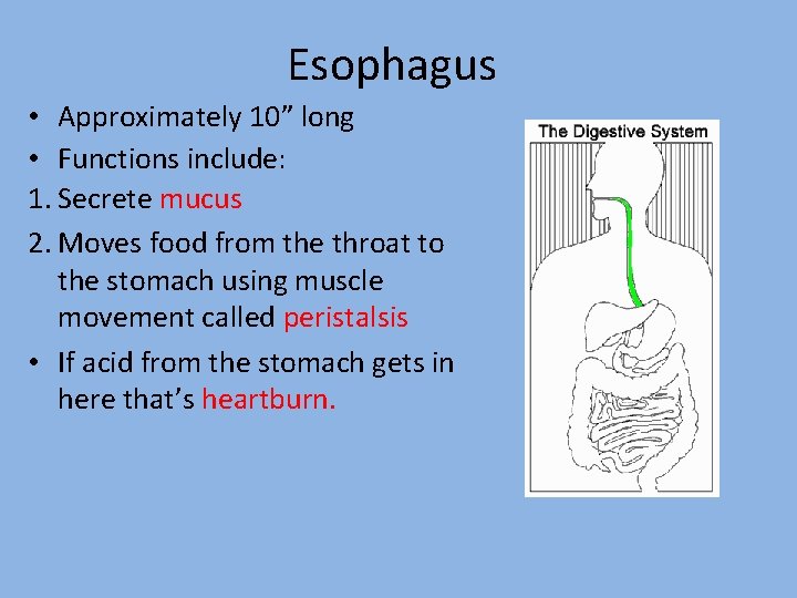 Esophagus • Approximately 10” long • Functions include: 1. Secrete mucus 2. Moves food