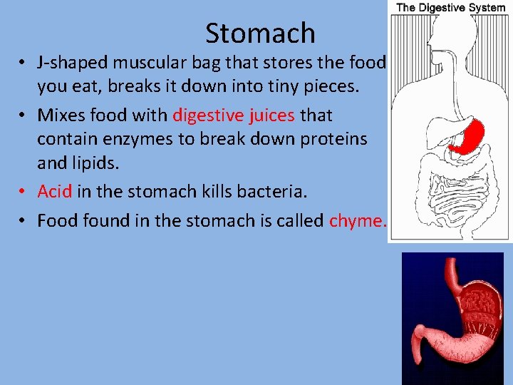 Stomach • J-shaped muscular bag that stores the food you eat, breaks it down