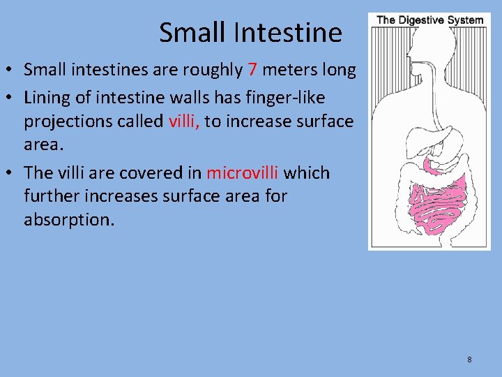 Small Intestine • Small intestines are roughly 7 meters long • Lining of intestine