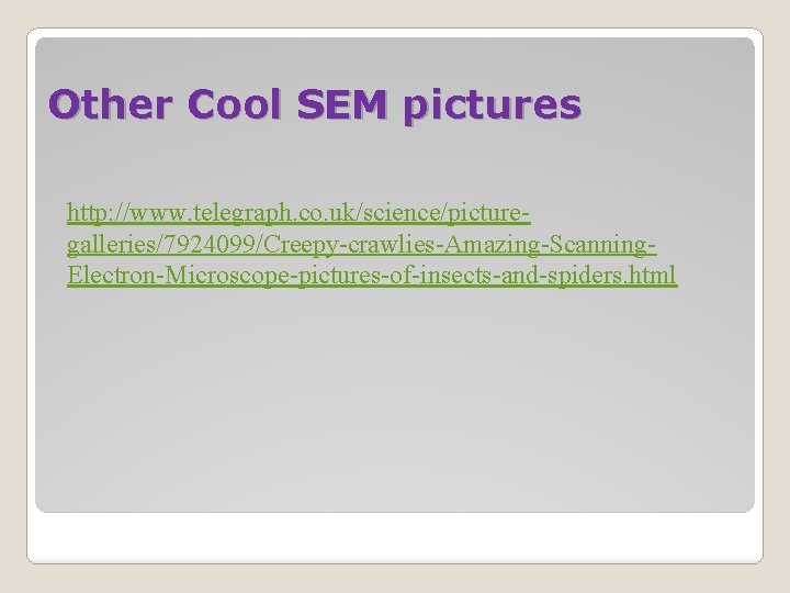 Other Cool SEM pictures http: //www. telegraph. co. uk/science/picturegalleries/7924099/Creepy-crawlies-Amazing-Scanning. Electron-Microscope-pictures-of-insects-and-spiders. html 