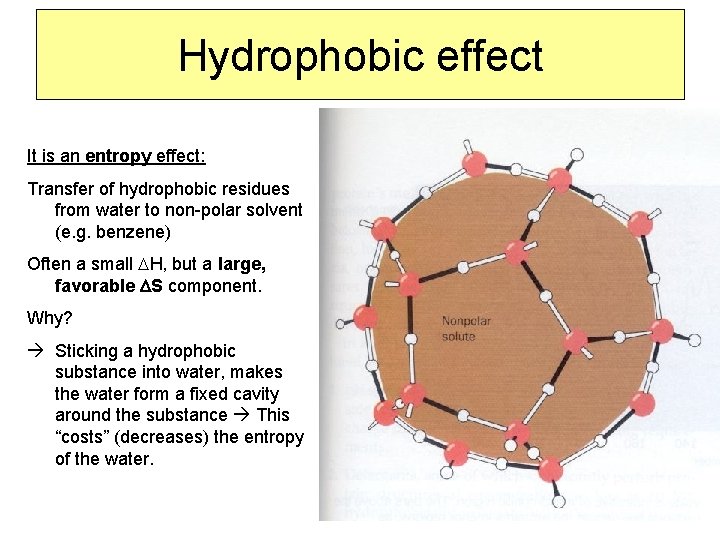 Hydrophobic effect It is an entropy effect: Transfer of hydrophobic residues from water to