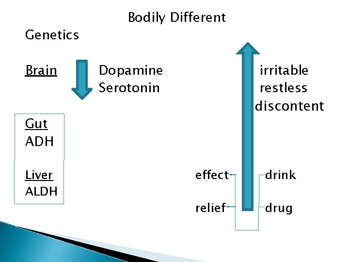 Genetics Brain Bodily Different Dopamine Serotonin irritable restless discontent Gut ADH Liver ALDH effect Genetics Brain Bodily Different Dopamine Serotonin irritable restless discontent Gut ADH Liver ALDH effect