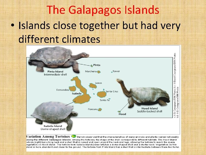 The Galapagos Islands • Islands close together but had very different climates 