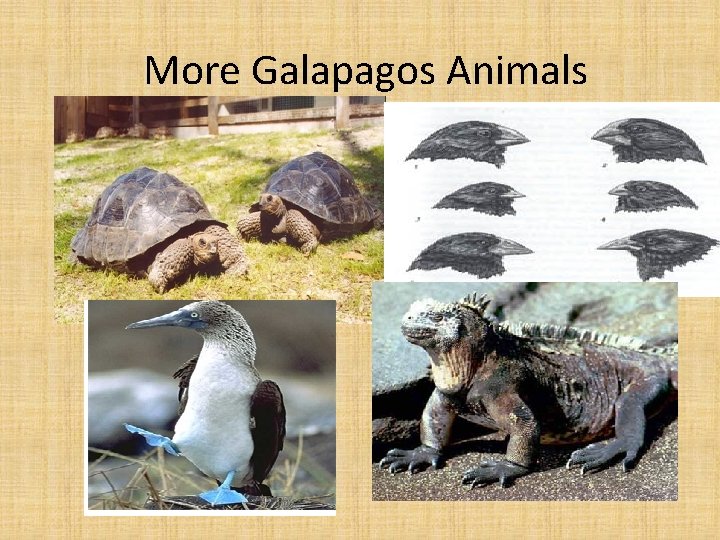 More Galapagos Animals 