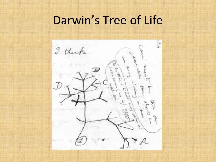 Darwin’s Tree of Life 