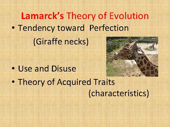 Lamarck’s Theory of Evolution • Tendency toward Perfection (Giraffe necks) • Use and Disuse