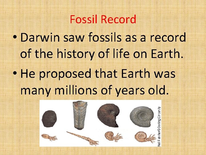 Fossil Record • Darwin saw fossils as a record of the history of life