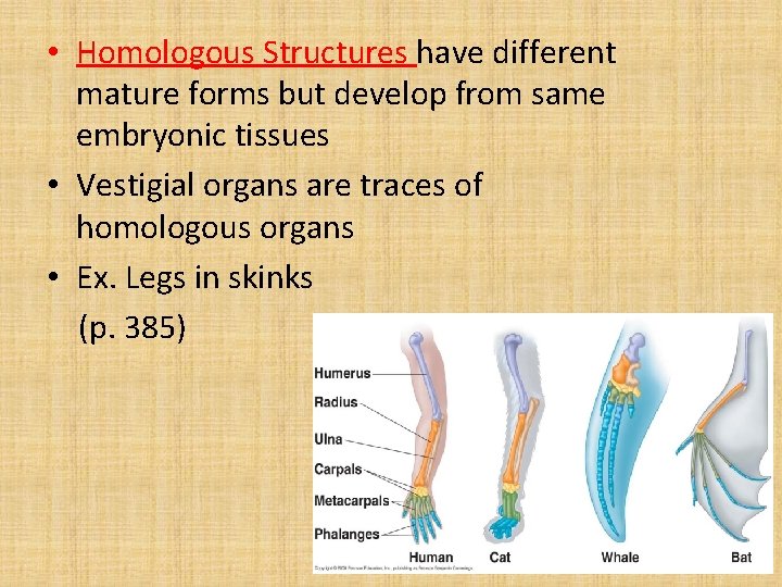  • Homologous Structures have different mature forms but develop from same embryonic tissues