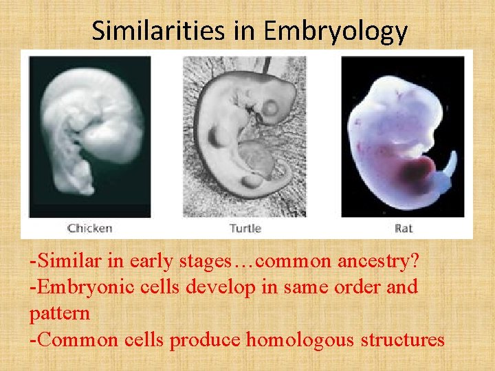 Similarities in Embryology -Similar in early stages…common ancestry? -Embryonic cells develop in same order