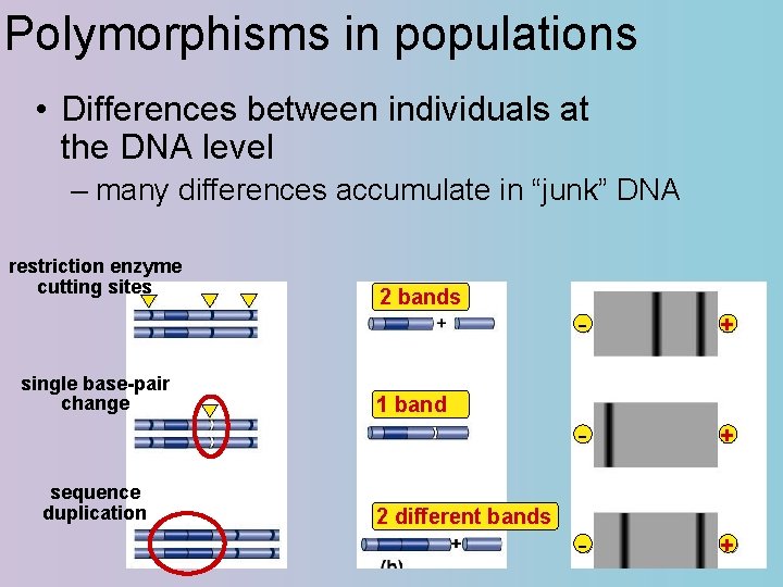 more basic biotechnology tools sorting