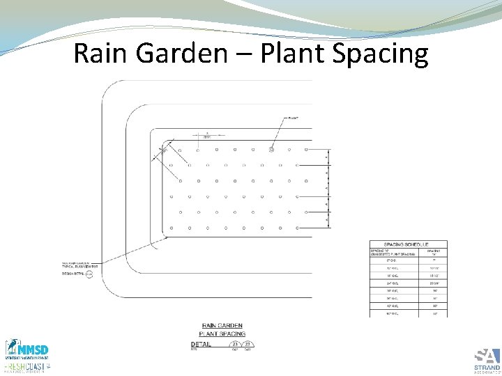 Rain Garden – Plant Spacing 