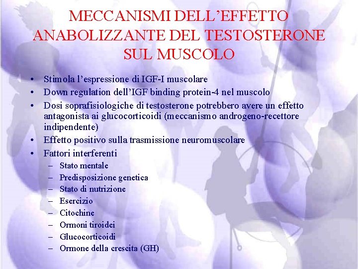 MECCANISMI DELL’EFFETTO ANABOLIZZANTE DEL TESTOSTERONE SUL MUSCOLO • Stimola l’espressione di IGF-I muscolare •