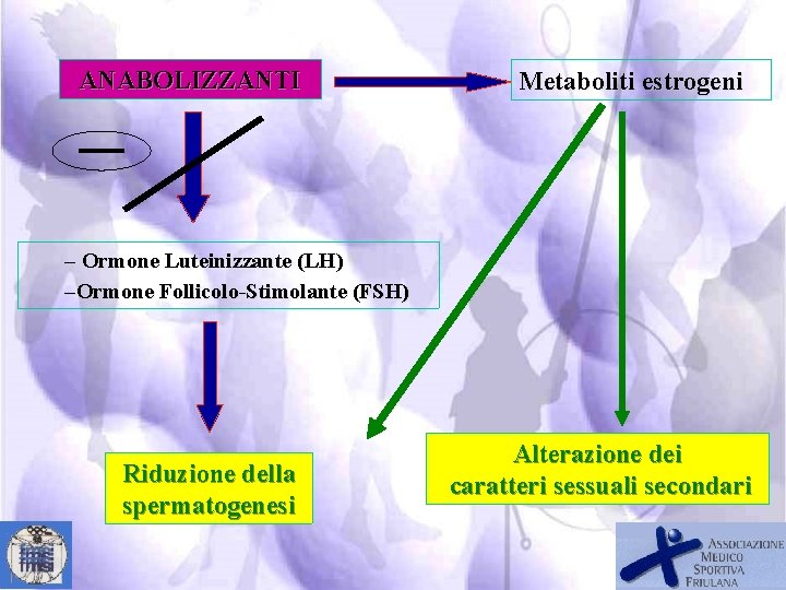 ANABOLIZZANTI Metaboliti estrogeni – Ormone Luteinizzante (LH) –Ormone Follicolo-Stimolante (FSH) Riduzione della spermatogenesi Alterazione