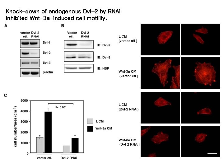 Knock-down of endogenous Dvl-2 by RNAi inhibited Wnt-3 a-induced cell motility. 