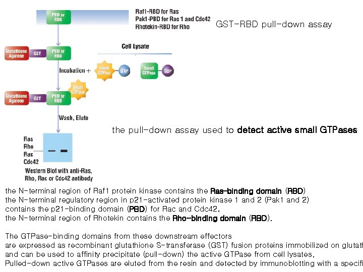 GST-RBD pull-down assay the pull-down assay used to detect active small GTPases the N-terminal