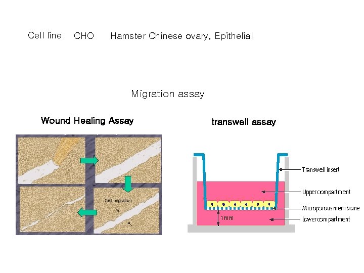 Cell line CHO Hamster Chinese ovary, Epithelial Migration assay Wound Healing Assay transwell assay