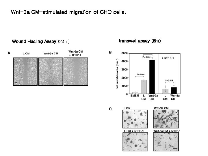 Wnt-3 a CM-stimulated migration of CHO cells. Wound Healing Assay (24 hr) transwell assay