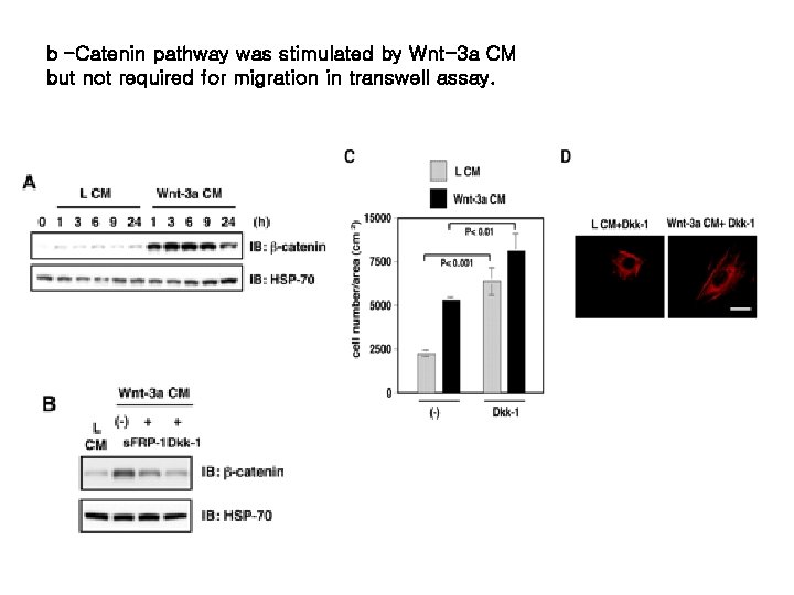 b -Catenin pathway was stimulated by Wnt-3 a CM but not required for migration