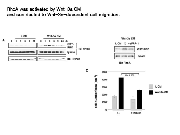 Rho. A was activated by Wnt-3 a CM and contributed to Wnt-3 a-dependent cell