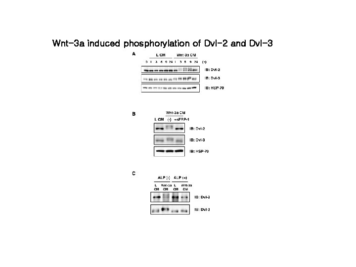 Wnt-3 a induced phosphorylation of Dvl-2 and Dvl-3 