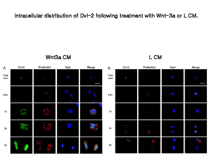 Intracellular distribution of Dvl-2 following treatment with Wnt-3 a or L CM. Wnt 3