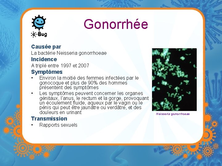 Gonorrhée Causée par La bactérie Neisseria gonorrhoeae Incidence A triplé entre 1997 et 2007