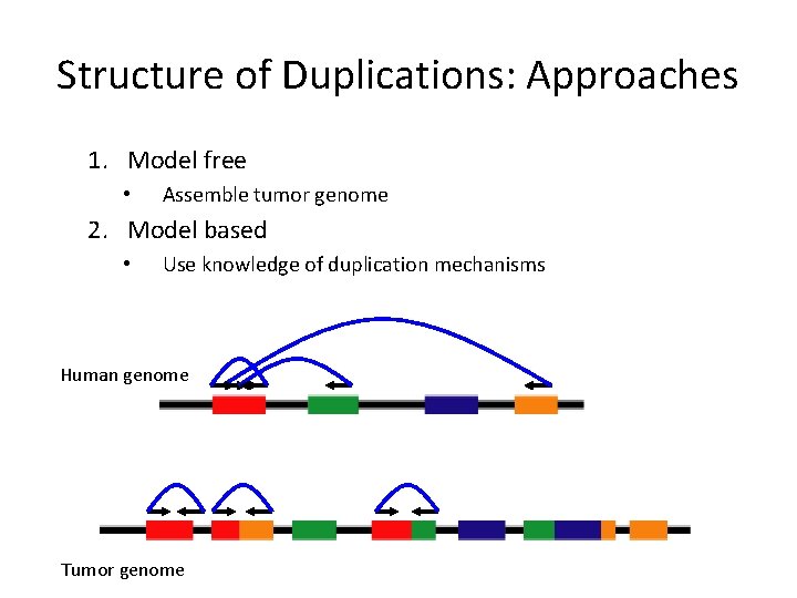 Structure of Duplications: Approaches 1. Model free • Assemble tumor genome 2. Model based