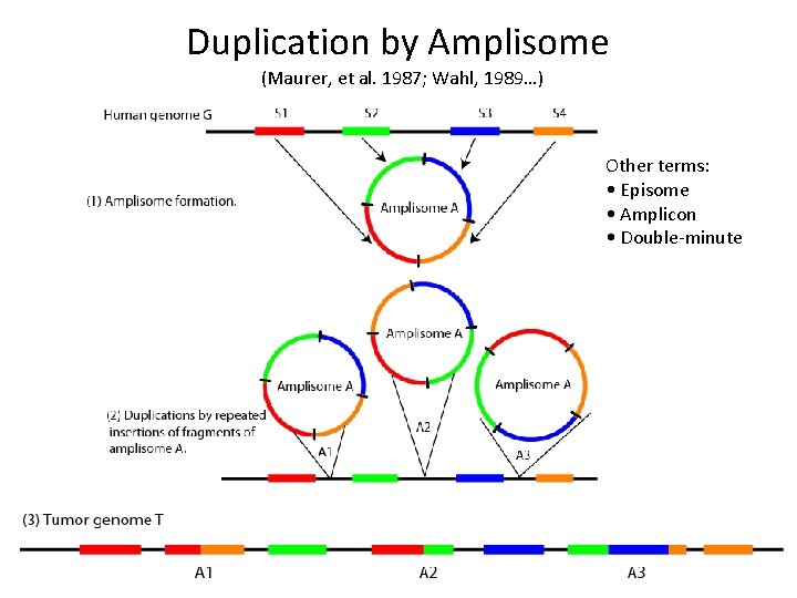 Duplication by Amplisome (Maurer, et al. 1987; Wahl, 1989…) Other terms: • Episome •