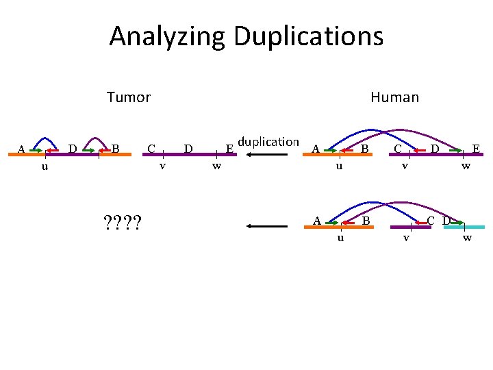 Analyzing Duplications Tumor D A B Human C D v u ? ? E