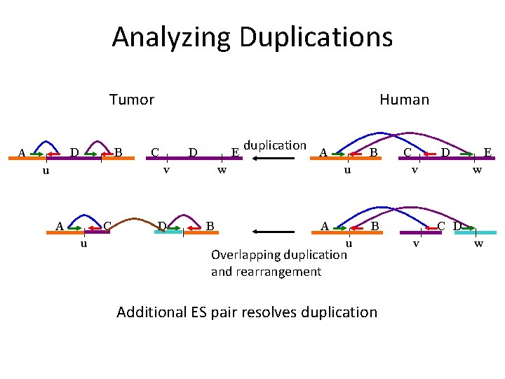Analyzing Duplications Tumor D A B Human C D E v u A C Analyzing Duplications Tumor D A B Human C D E v u A C