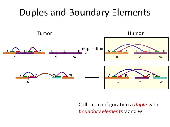 Duples and Boundary Elements Tumor D A B Human C D E v u Duples and Boundary Elements Tumor D A B Human C D E v u