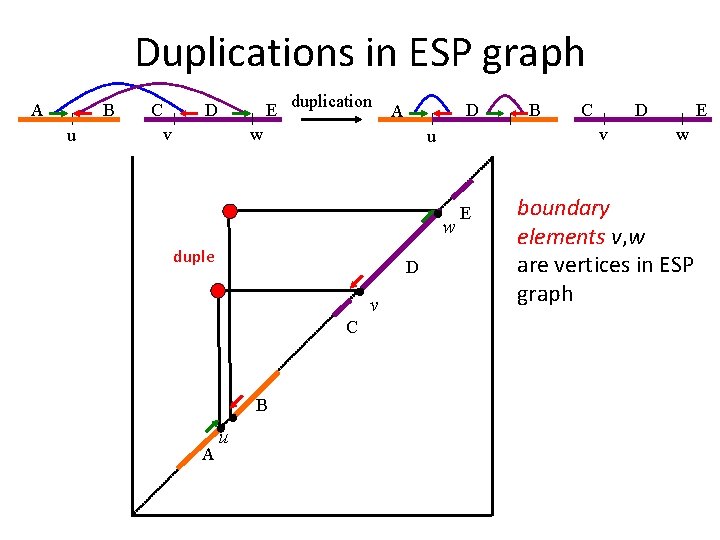 Duplications in ESP graph A B u C E duplication D v D A
