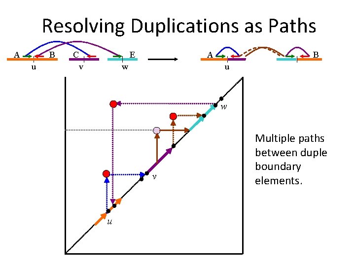 Resolving Duplications as Paths A B u C E v A w B u