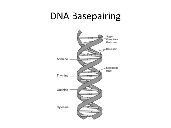 DNA Basepairing 