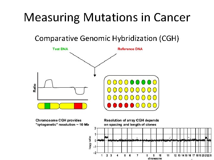 Measuring Mutations in Cancer Comparative Genomic Hybridization (CGH) Measuring Mutations in Cancer Comparative Genomic Hybridization (CGH)